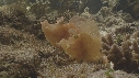 POISSON SCORPION FEUILLE