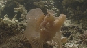 POISSON SCORPION FEUILLE, RASCASSE