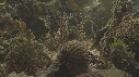 RASCASSE, POISSON SCORPION, FEUILLE