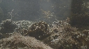 POISSON SCORPION FEUILLE