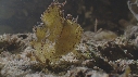 POISSON SCORPION FEUILLE