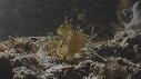 POISSON SCORPION FEUILLE