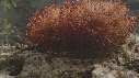 OURSIN, DE FEU