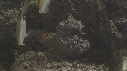POISSONS DIVERS