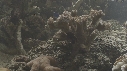POISSONS DIVERS