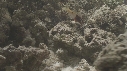 POISSONS DIVERS