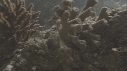 POISSONS DIVERS