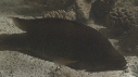 POISSONS DIVERS