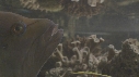 POISSONS DIVERS