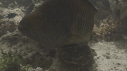 POISSONS DIVERS