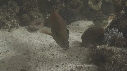 POISSONS DIVERS