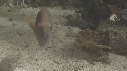 POISSONS DIVERS