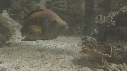 POISSONS DIVERS