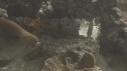 POISSONS DIVERS