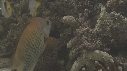 POISSONS DIVERS