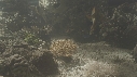 POISSONS DIVERS