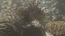 POISSONS DIVERS