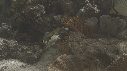 POISSON PAPILLON