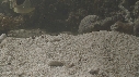 SYNAPTE, CREVETTE