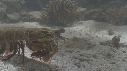 SQUILLE, CRABE