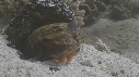 SQUILLE, CRABE