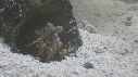 SQUILLE, CRABE