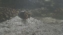 SQUILLE, CRABE