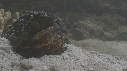 SQUILLE, CRABE