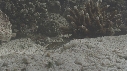 CRABE