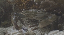 CRABE