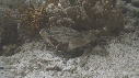 CRABE