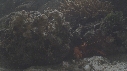 CRABE DECO