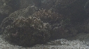 CRABE DECO