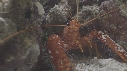 HOMARD