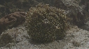 POULPE