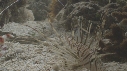 PETITE RASCASSE