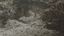 PETITE RASCASSE