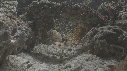 PETITE RASCASSE, CREVETTE
