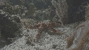 ETOILE DE MER