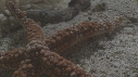 ETOILE DE MER