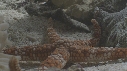ETOILE DE MER