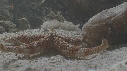 ETOILE DE MER