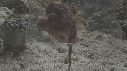 BERNARD L HERMITE, ANEMONE