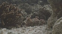 BERNARD L HERMITE, ANEMONE