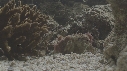 BERNARD L HERMITE, ANEMONE