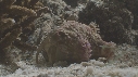 BERNARD L HERMITE, ANEMONE