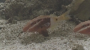 POISSON CHEVRE