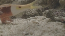 POISSON CHEVRE
