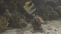 POISSON PAPILLON
