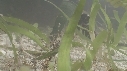 HIPPOCAMPE